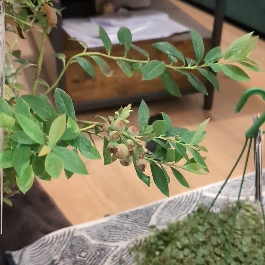 Photo of the plant species Hillside Blueberry by @SilkyRosea70 named Remington on Greg, the plant care app