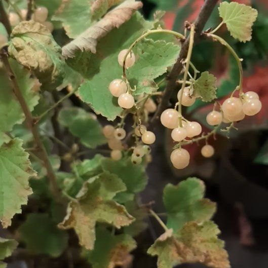 Photo of the plant species Red Currant by @SilkyRosea70 named Surya on Greg, the plant care app