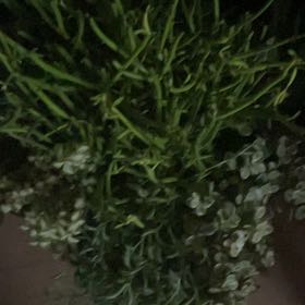 Photo of the plant species Green Sea Fingers by @UrbaneOrpine43 named Kobe on Greg, the plant care app