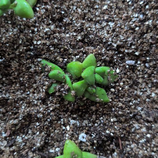 Photo of the plant species Disphyma by @UprightBaibua44 named Zeus on Greg, the plant care app