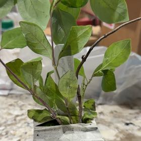 Photo of the plant species Ligustrum Ovalifolium by @GoddessAcajou47 named Sage on Greg, the plant care app