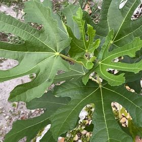 Photo of the plant species Brown Turkey Fig by @ZestNoni84 named Forrest on Greg, the plant care app
