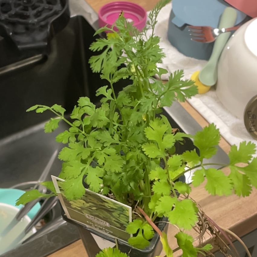 Photo of the plant species cilantro by @SwiftPersia19 named Girlfrond on Greg, the plant care app