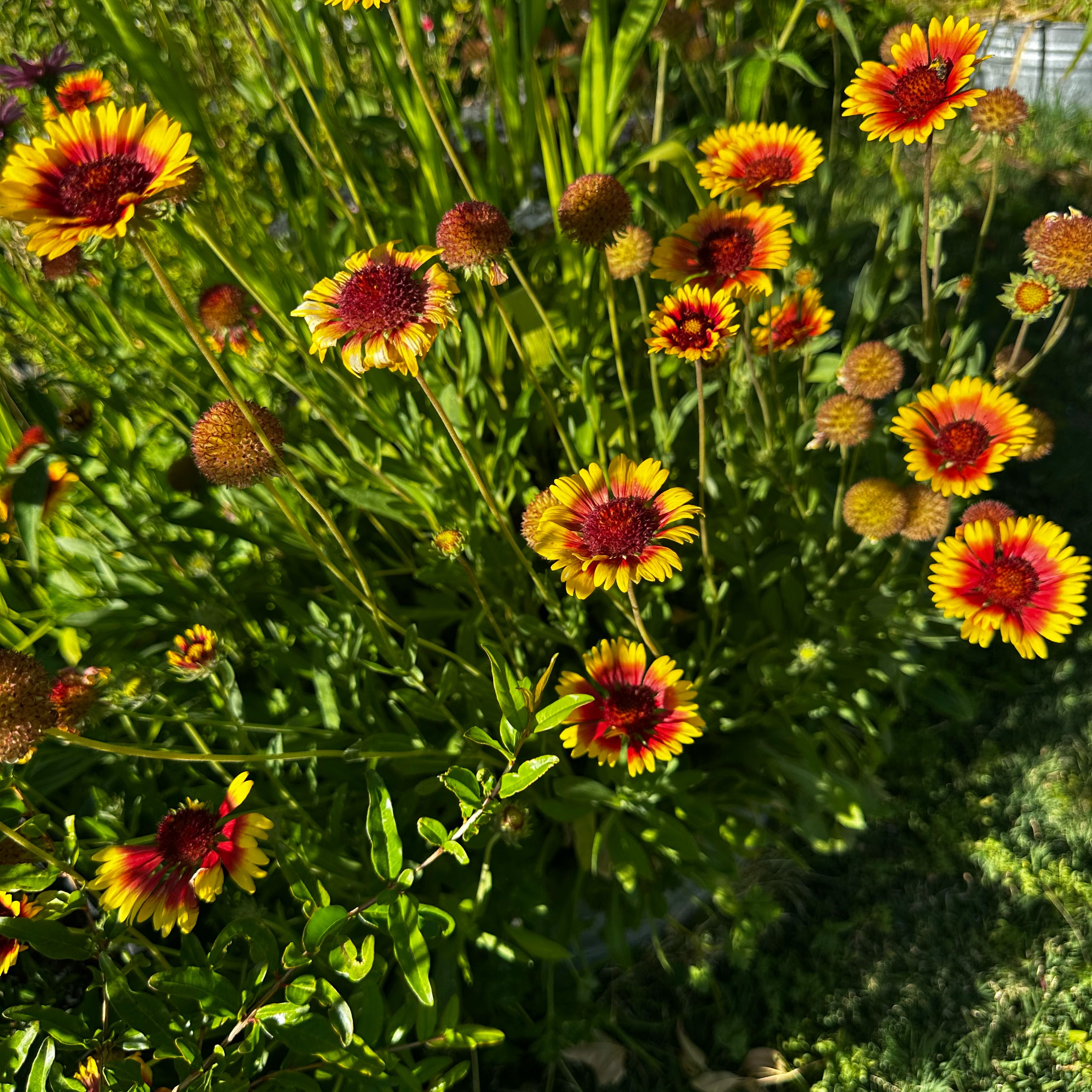 Photo of the plant species Indian Blanket by @SwellCatmint83 named Orlando Bloom on Greg, the plant care app