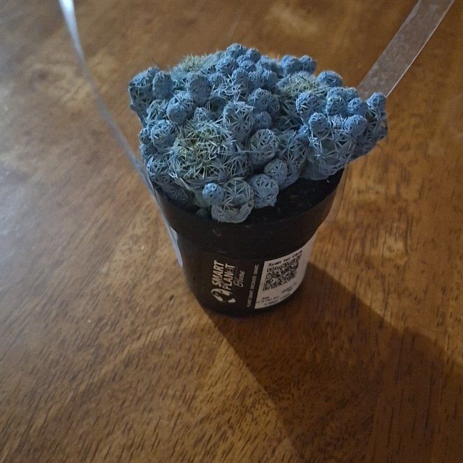 Photo of the plant species Kosmik Kaktus-a Special Cactus A by @SharpAllspice18 named Spike Leaves on Greg, the plant care app