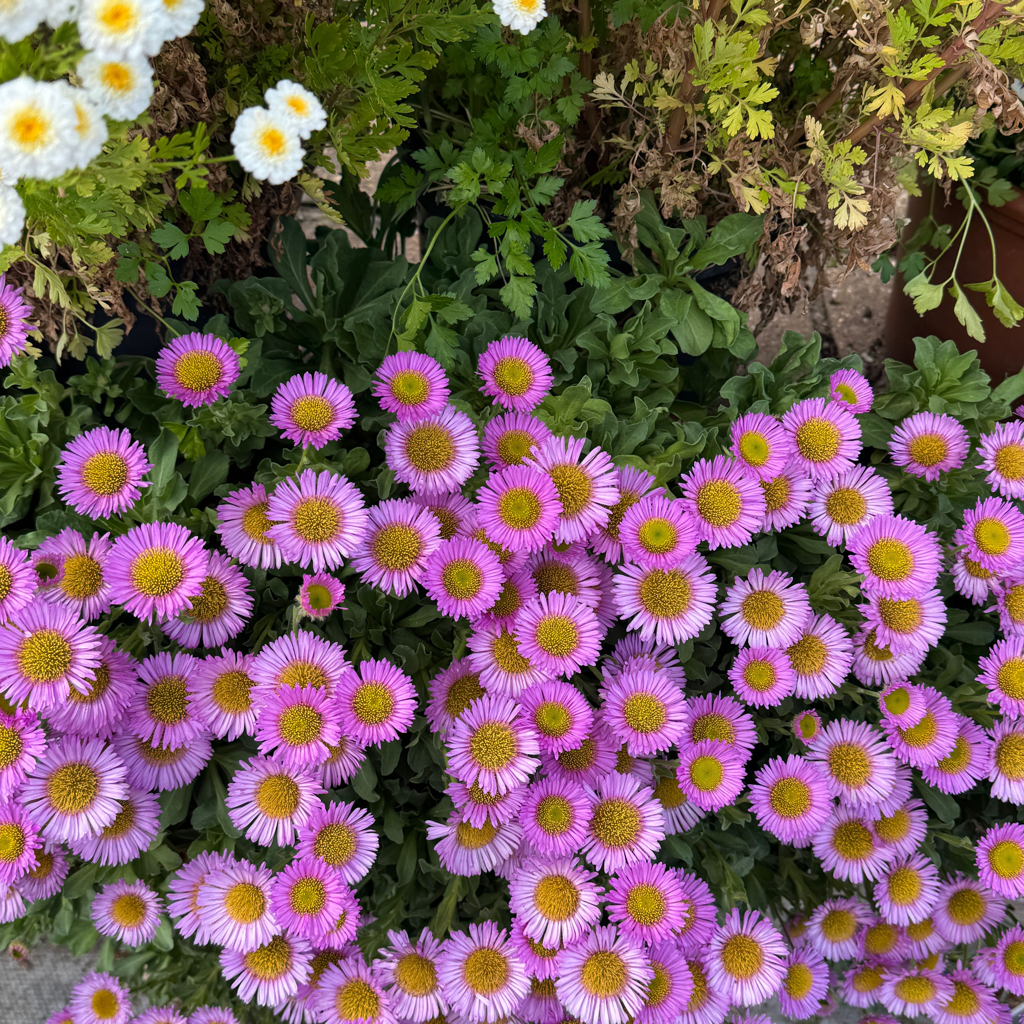 Photo of the plant species Seaside Daisy by @KeyMelittis54 named Keanu Leaves on Greg, the plant care app