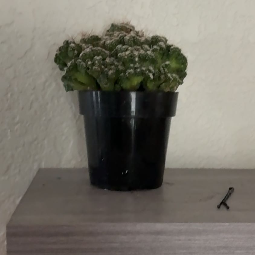Photo of the plant species Ming Thing Cactus by @CuteTexasash28 named Brocolini on Greg, the plant care app