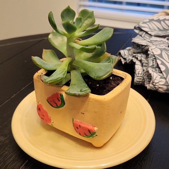 Photo of the plant species Echeveria Blue Topaz by @SummeryMint7 named Baesil on Greg, the plant care app