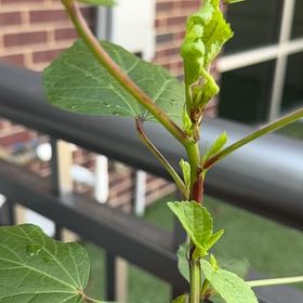 Photo of the plant species Roselle by @RadOrchids86 named Gregarious on Greg, the plant care app