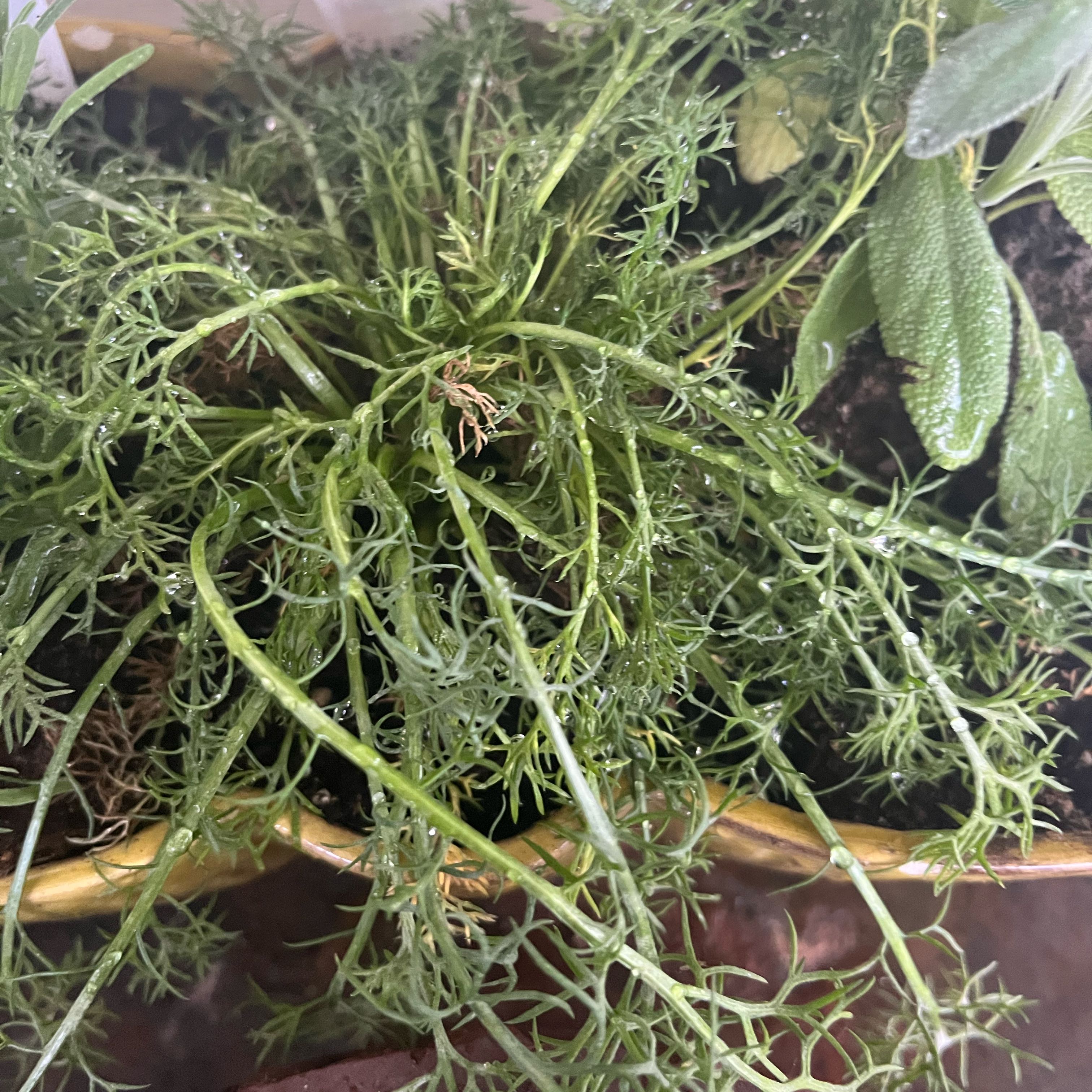 Photo of the plant species German Chamomile by @MellowZinnia96 named Rainier on Greg, the plant care app