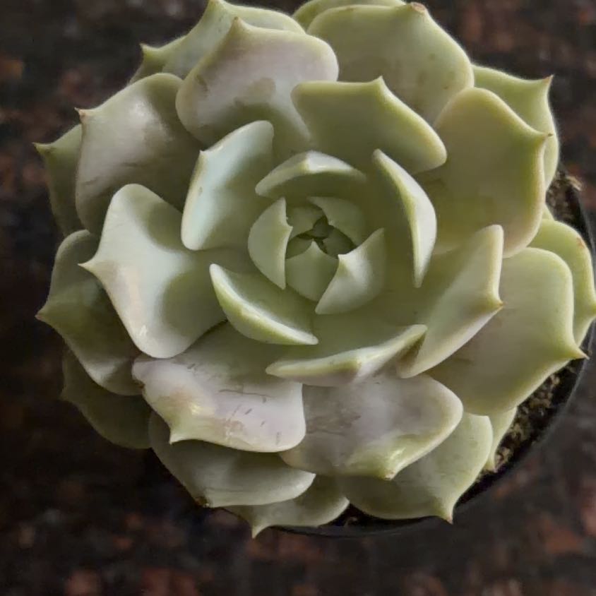 Photo of the plant species Echeveria by @GrandRedvein76 named Marilyn on Greg, the plant care app