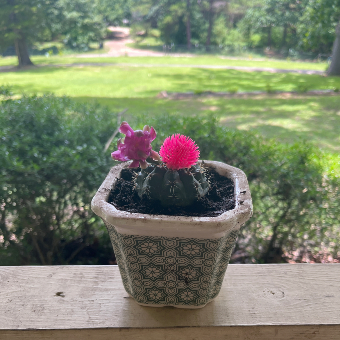 Photo of the plant species Chihuahuan Beehive by @MaximalChaya31 named pinky on Greg, the plant care app