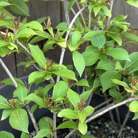Photo of the plant species Weigela florida by @HotOrchid26 named Bella on Greg, the plant care app