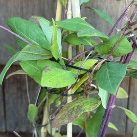 Photo of the plant species Honeysuckle by @HotOrchid26 named Girlfrond on Greg, the plant care app