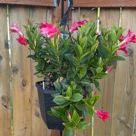 Photo of the plant species Dipladenia 'Rio' by @HotOrchid26 named Demi on Greg, the plant care app