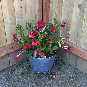 Photo of the plant species Dipladenia 'Rio' by @HotOrchid26 named Nithin on Greg, the plant care app