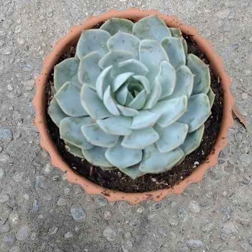 Photo of the plant species Echeveria 'Grande Cinza' by @LoyallyOkra65 named Celia on Greg, the plant care app