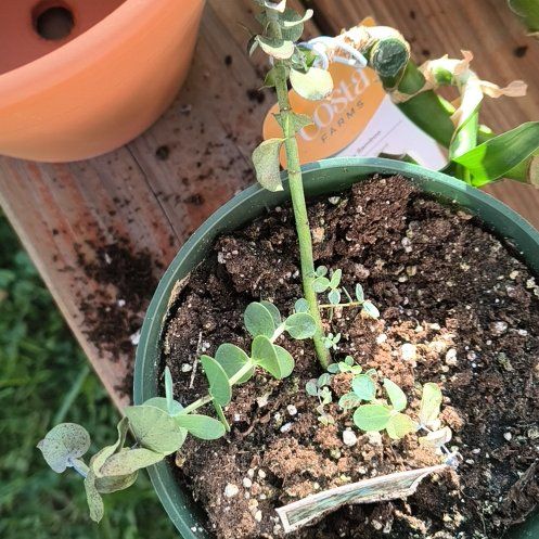 Photo of the plant species Florist Silver Dollar by @ResolutelyTaro5 named Austen on Greg, the plant care app