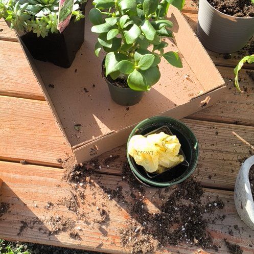 Photo of the plant species Ant plant by @ResolutelyTaro5 named Emerson on Greg, the plant care app