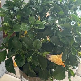 Photo of the plant species Hibiscus 'Hollywood' by @KennyPenny named Hollywood on Greg, the plant care app