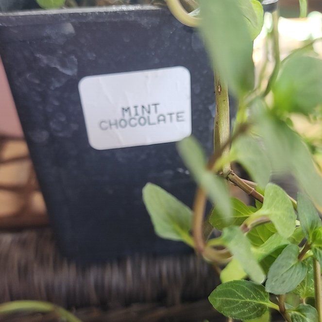 Photo of the plant species Chocolate Mint by @TopPeyote10 named Mochi on Greg, the plant care app