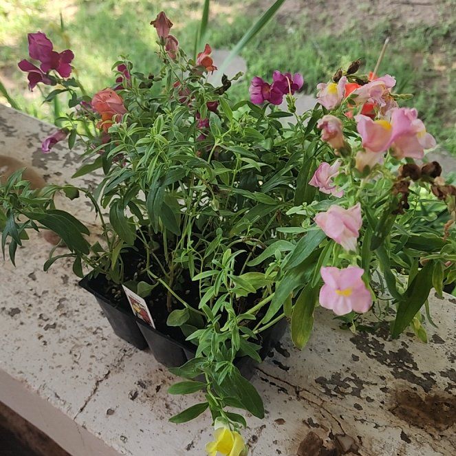 Photo of the plant species Common Snapdragon by @TopPeyote10 named Khaleesi on Greg, the plant care app
