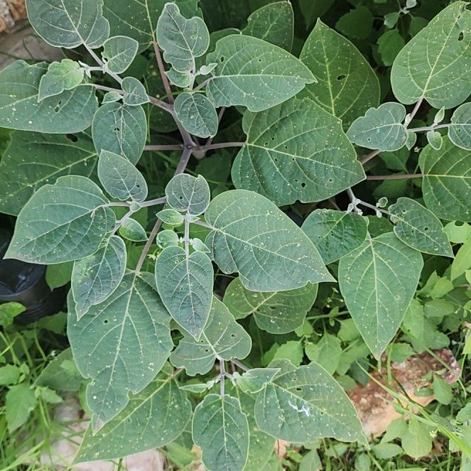 Photo of the plant species Angel's Trumpet by @TopPeyote10 named Ulysses S Plant on Greg, the plant care app