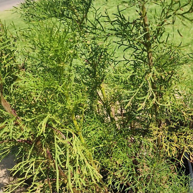 Photo of the plant species Dog Fennel by @TopPeyote10 named Denali on Greg, the plant care app