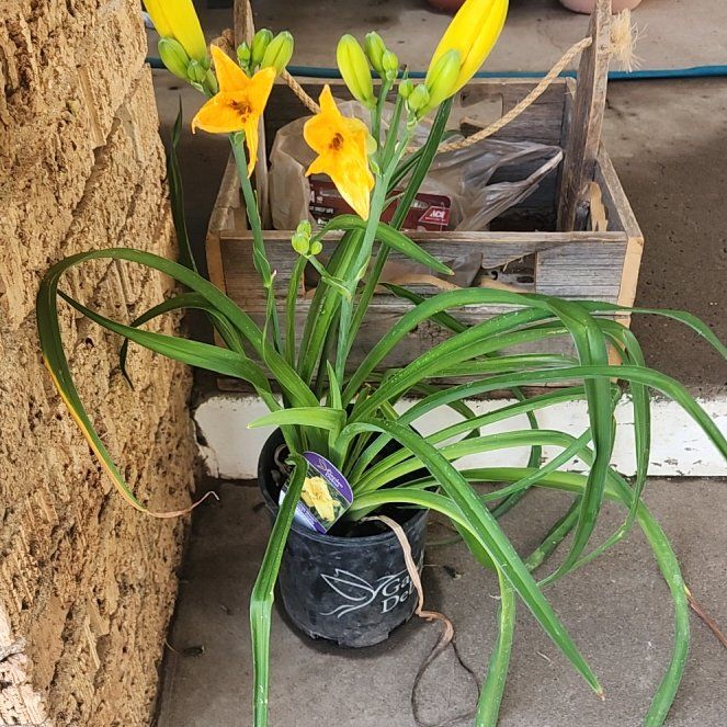 Photo of the plant species Yellow Daylily by @TopPeyote10 named Kardashian on Greg, the plant care app