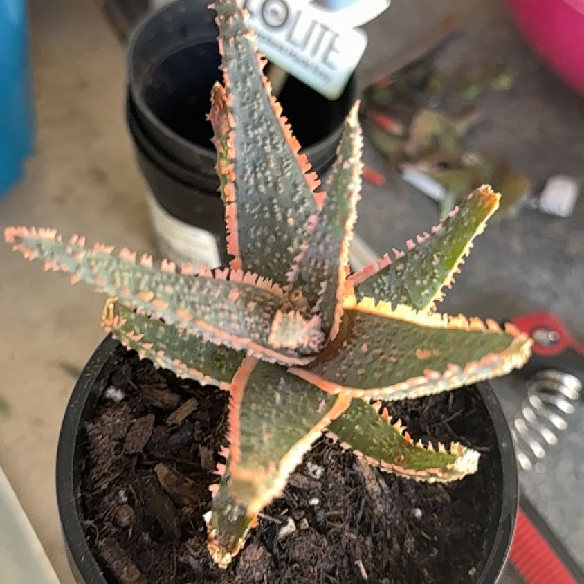Photo of the plant species christmas carol by @BraveRoussea91 named Xena on Greg, the plant care app