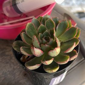 Photo of the plant species Alita by @BraveRoussea91 named Harry on Greg, the plant care app