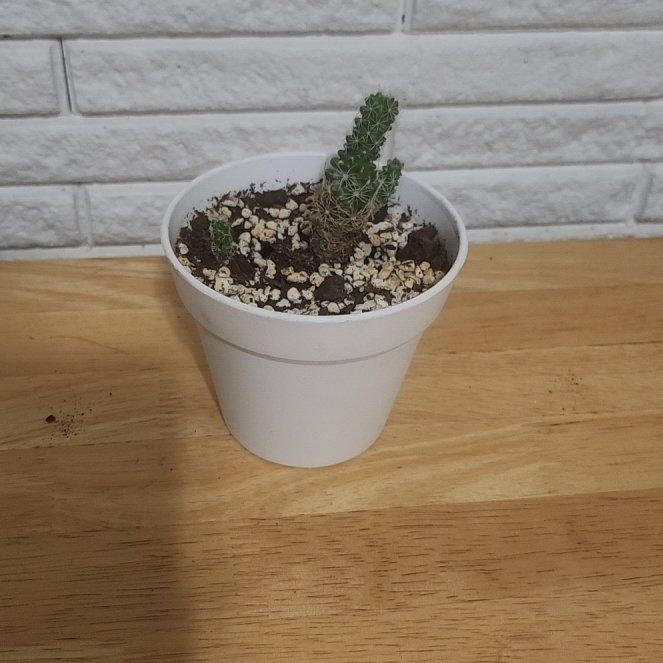 Photo of the plant species Thimble Cactus by @GoodBetel49 named Gregarious on Greg, the plant care app