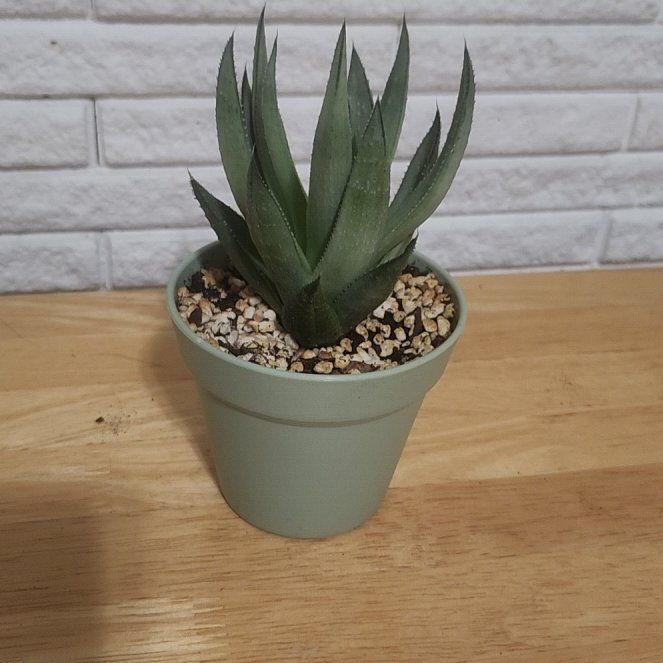 Photo of the plant species Haworthia 'Savanna' by @GoodBetel49 named Fernie Mercury on Greg, the plant care app