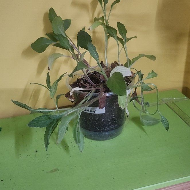 Photo of the plant species Blue Borage by @GoodBetel49 named Sanders on Greg, the plant care app