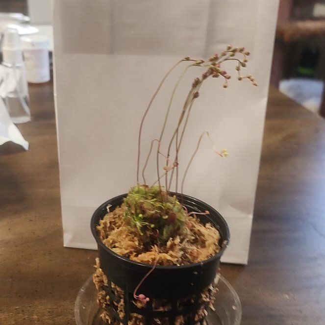 Photo of the plant species Spoon-Leaved Sundew by @GoodBetel49 named Gomez on Greg, the plant care app