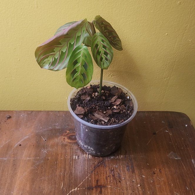 Photo of the plant species Red prayer plant by @GoodBetel49 named Marilyn on Greg, the plant care app