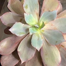 Photo of the plant species Echeveria 'Afterglow' by @QuesterCactus40 named Denali on Greg, the plant care app