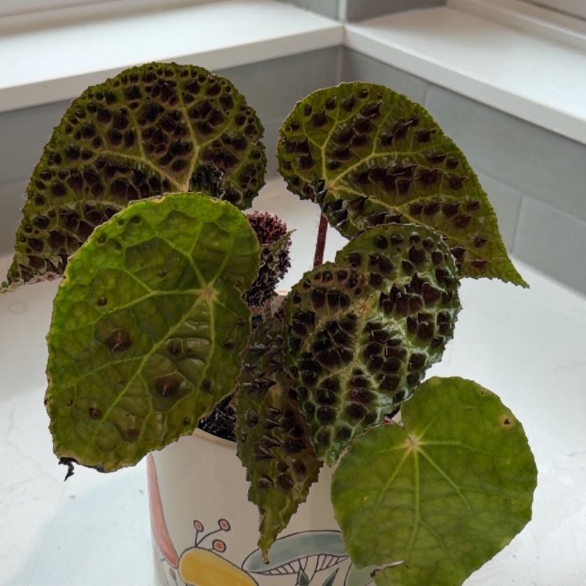 Photo of the plant species Begonia Ferox by @PremierIcarus54 named Plato on Greg, the plant care app