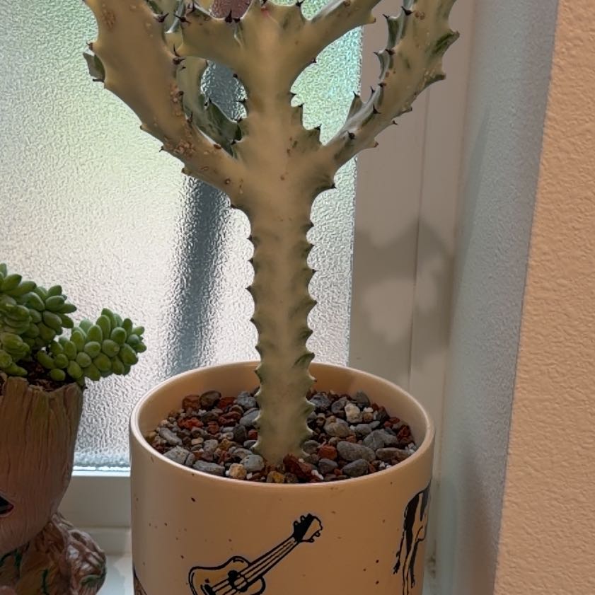 Photo of the plant species White Ghost Cactus by @PremierIcarus54 named Naomi on Greg, the plant care app