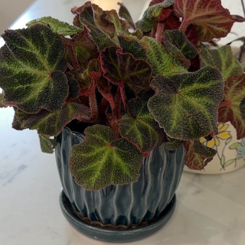 Photo of the plant species Sun-Changing Begonia by @PremierIcarus54 named Betsy on Greg, the plant care app