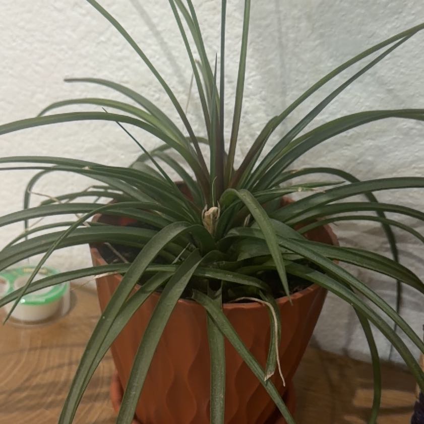 Photo of the plant species Pink Quill by @PremierIcarus54 named Rosa on Greg, the plant care app