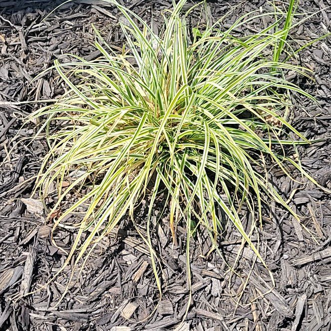Photo of the plant species Pampas Grass by @EnlivenedIvy64 named Beckham on Greg, the plant care app