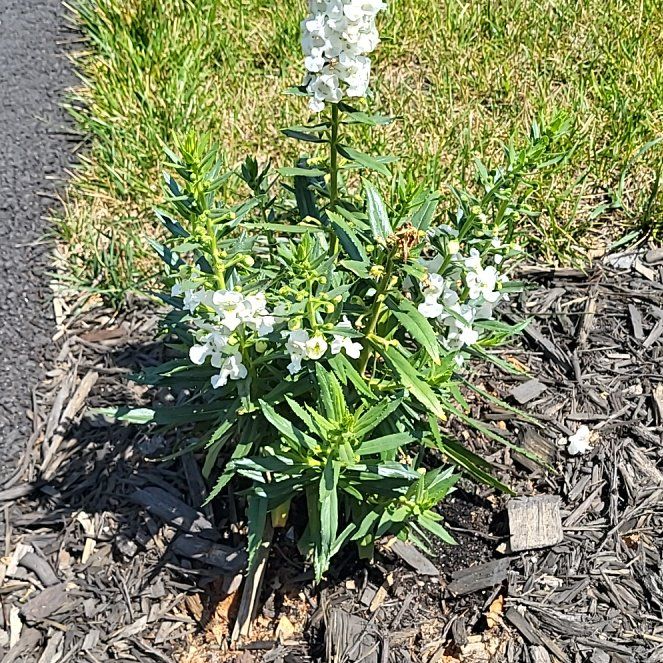 Photo of the plant species Brompton Stock by @EnlivenedIvy64 named Rosa on Greg, the plant care app