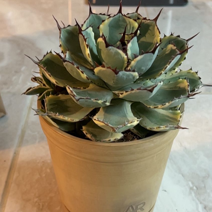 Photo of the plant species Butterfly Agave by @FlashyRose88 named Khaleesi on Greg, the plant care app