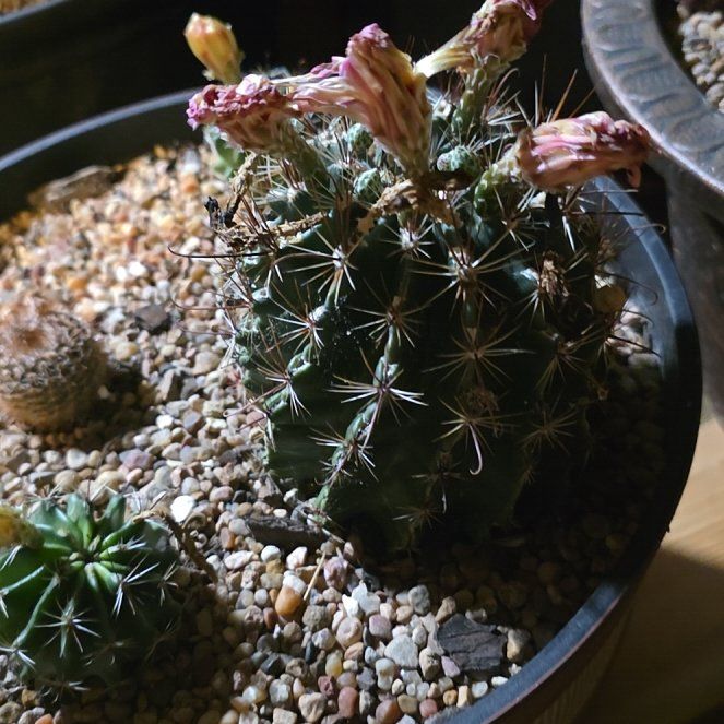 Photo of the plant species Miniature Barrel Cactus by @BusyKanono92 named Einstein on Greg, the plant care app