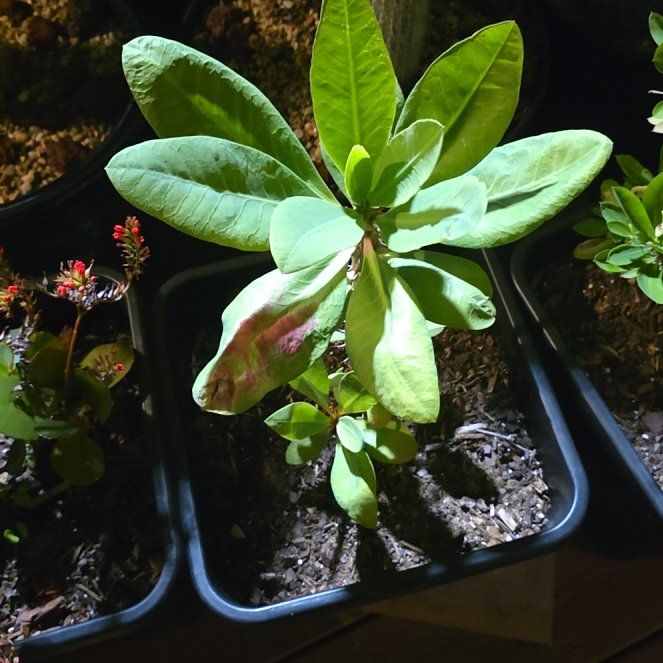 Photo of the plant species Jewels of Opar by @BusyKanono92 named Nithin on Greg, the plant care app