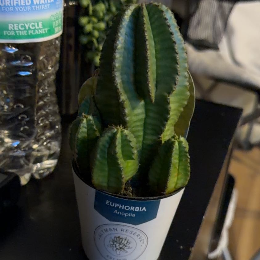 Photo of the plant species Euphorbia anoplia by @BiggestPuriri99 named Fernie on Greg, the plant care app