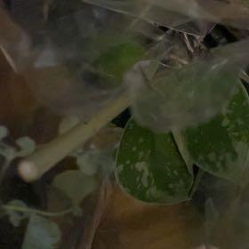 Photo of the plant species Friar's Cowl by @QuietChervil11 named Surya on Greg, the plant care app