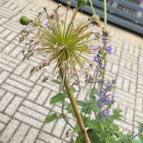 Photo of the plant species Wild Leek by @QuaintMahoe28 named Winston on Greg, the plant care app