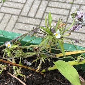 Photo of the plant species Michaelmas Daisy by @QuaintMahoe28 named Fernie Mac on Greg, the plant care app